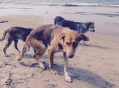 В Анапе от мазута пострадали бездомные собаки