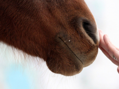 Врач из Анапы рассказал, может ли лошадь влиять на самочувствие больного
