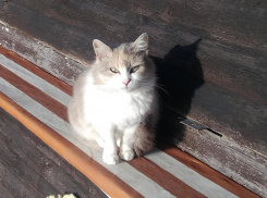 В Анапе «квартирный вопрос» кошек и собак сдвинулся с мёртвой точки