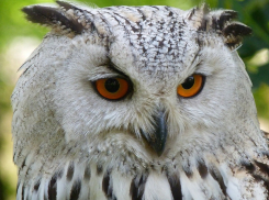 В Анапе продолжается борьба с фотографами, зарабатывающими на животных