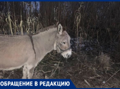 Анапчане сообщают, что у парка «Джунгли» на улице замерзают ослик и пони