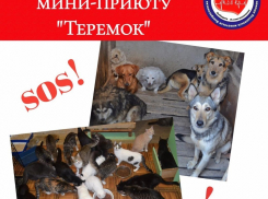 В соседнем с Анапой городе тяжело заболела хозяйка приюта, животные голодают