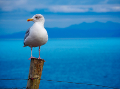 Если в Анапе отдых-отстой, а чё попёрлись туда? Нет отдыха у тех, кто не умеет отдыхать!