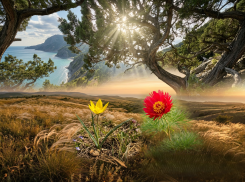 Растения Красной книги Анапы находятся под угрозой