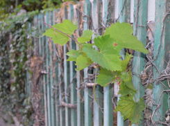 В воскресенье, 10 ноября, в Анапе до +20