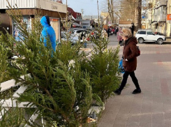 Где и почем в Анапе можно купить елочки и сосны