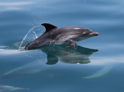 Дельфин, плавающий в море недалеко от Анапы, попал на видео