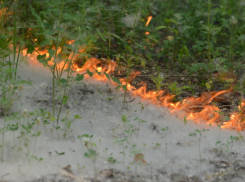 Анапские огнеборцы предупреждают: тополиный пух может привести к пожару 