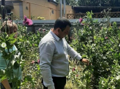 В Джигинке под Анапой полиция обнаружила мак, похожий на опиумный