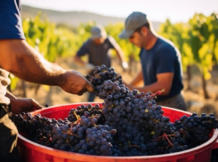 Виноградарям Анапы возместят траты на отечественный посадочный материал