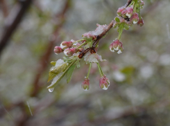 Анапчан экстренно предупреждают о заморозках 