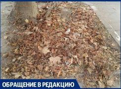 Анапчанка жалуется, что опавшую листву не убирают уже больше месяца: так ли это?