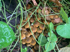 Грибные места Анапы: какие грибы растут в окрестностях города-курорта