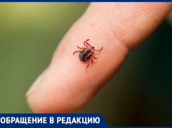 Крик души анапчанки: клещи заедают не только собаку, но и её саму