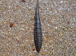  «Гусеницы в панцирях» появились на пляжах Анапы