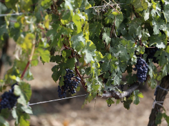 Виноградопригодные земли закрепили в генеральном плане Анапы