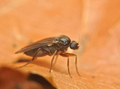 В соседних с Анапой городах зафиксировано более 100 случаев встреч с опасной мухой