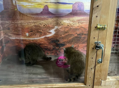 10 енотов в истощенном состоянии изъяли у фотоживодеров в Анапе