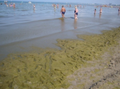 Будет ли решена проблема с водорослями на центральном пляже в Анапе в этом  году?