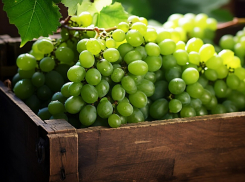 Доход от анапских виноградников – винодельня «Русский терруар» получила прибыль в 78,5 млн рублей