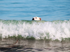 Женщину с собакой спасли по соседству с Анапой