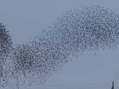 Скворцы в небе над Анапой устроили настоящее шоу