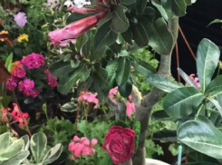 25 февраля в Анапе пройдет выставка-продажа комнатных растений и экспозиция рептилий и насекомых