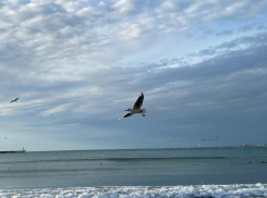 В день орнитолога в Анапе ветер успокоится