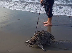 Анапчане спорят: купание енота на поводке в море это удовольствие или издевательство?