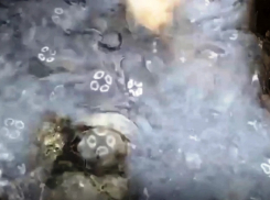 На Утрише под Анапой медузы превратили море в «кисель» – видео