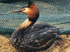 Более 800 птиц пострадали из-за новых нефтяных выбросов у берегов Анапы