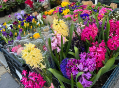 Улицы Анапы превратились в цветочные базары - как правильно выбрать букет