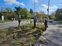 В Анапе жители ТОСа высадили в на улице Ивана Голубца 40 кустов роз