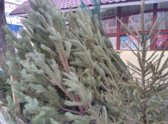 В Анапе вовсю идёт «подпольная» торговля ёлками и мандаринами 