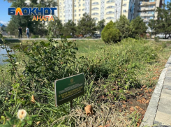 «Орешка» раздора: предприниматель требует с мэрии 45 млн рублей за реконструкцию «Ореховой рощи»