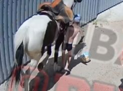 В Анапе на Пионерском проспекте лошадь сбила ребёнка: полиция разбирается в инциденте