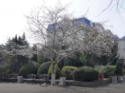 В Анапе расцвела редкая для нашего города магнолия