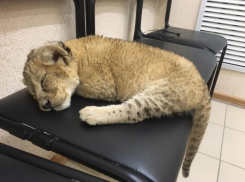 Прокуратура Анапы спасла от фотографов львёнка