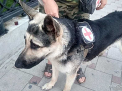 Собака-волонтер спасает людей в Анапе