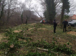 Более 20 млн рублей получит мэрия Анапы за вырубленные в Сукко деревья