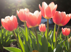 В Анапе стоимость тюльпанов за год выросла, а роз — подешевела