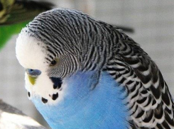 Забавный любимец в Анапе покоряет зрителей