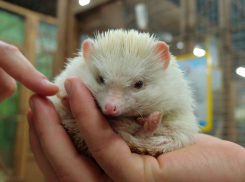 Гости Анапы не знают, что происходит c животными «для затискивания» в контактных зоопарках