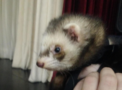 Хорёк Сима отжигает на анапской сцене нижний брейк