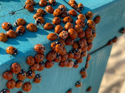 Стало известно, почему в Анапе так много божьих коровок: опасны ли их укусы?