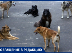 Стая бездомных собак покусала анапчанку – вакцины нет
