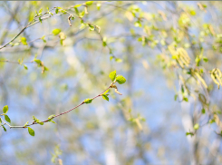 Сегодня, 11 марта, в Анапе тепло и дождливо