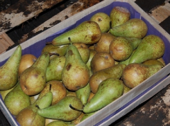 Польские «интервенты» не попали в Анапу: незаконный груз был остановлен 