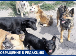 Стаи бездомных собак заполонили Центральный пляж Анапы