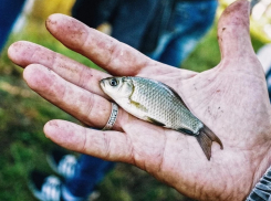 Анапские полицейские снова поймали браконьеров, которые  могут лишиться свободы на два года